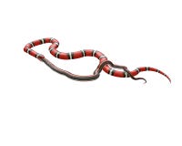 3D Illustratie van een Koning Snake Swallowing van Californië een Zwarte Slang vector illustratie 3D Illustratie van een Koning Snake Swallowing van Californië een Zwarte Slang vector illustratie