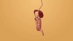3d illustratie van maagdarmkanaal anatomie vector illustratie 3d illustratie van maagdarmkanaal anatomie vector illustratie