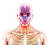 3D illustration of skull anatomy - part of human skeleton. vector illustration 3D illustration of skull anatomy - part of human skeleton. vector illustration