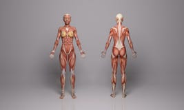 3D rendem: ilustração ereta do corpo fêmea com exposição dos tecidos do músculo ilustração do vetor 3D rendem: ilustração ereta do corpo fêmea com exposição dos tecidos do músculo ilustração do vetor