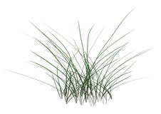 3D Rendering Patch of Grass on White royalty free illustration 3D Rendering Patch of Grass on White royalty free illustration