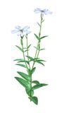 3D Rendering Silene Latifolia Flowers on White vector illustration 3D Rendering Silene Latifolia Flowers on White vector illustration