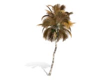3D rendering - tall coconut tree isolated over a white background stock illustration 3D rendering - tall coconut tree isolated over a white background stock illustration