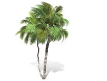 3D rendi??o - ?rvore de coco alta isolada sobre um fundo branco ilustração stock 3D rendi??o - ?rvore de coco alta isolada sobre um fundo branco ilustração stock