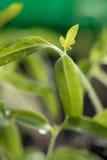 D?tail des jeunes plantes fra?ches et jeunes de tomate photo libre de droits D?tail des jeunes plantes fra?ches et jeunes de tomate photo libre de droits