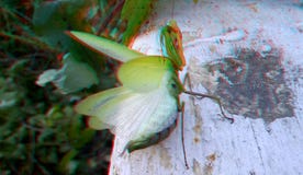 3D, анаглиф Богомол, насекомое хищника стоковое изображение 3D, анаглиф Богомол, насекомое хищника стоковое изображение