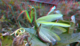 3D, анаглиф Богомол, насекомое хищника стоковая фотография 3D, анаглиф Богомол, насекомое хищника стоковая фотография