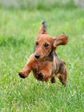 Dachshund foto de stock Dachshund foto de stock