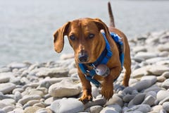 Dachshund On The Rocks Stock Photography Dachshund On The Rocks Stock Photography
