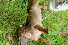 Dachshund puppy don't let go of shoelace Royalty Free Stock Images Dachshund puppy don't let go of shoelace Royalty Free Stock Images