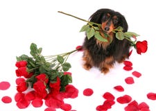 Dachshund and Roses
