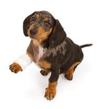 Dachshund-Welpe mit dem verletzten Fahrwerkbein getrennt auf Weiß