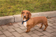 Dachshund με κοντά μαλλιά σε έναν περίπατο στο πάρκο στοκ φωτογραφία με δικαίωμα ελεύθερης χρήσης Dachshund με κοντά μαλλιά σε έναν περίπατο στο πάρκο στοκ φωτογραφία με δικαίωμα ελεύθερης χρήσης