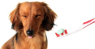 Dachshund με την οδοντόβουρτσα στοκ εικόνα με δικαίωμα ελεύθερης χρήσης Dachshund με την οδοντόβουρτσα στοκ εικόνα με δικαίωμα ελεύθερης χρήσης