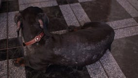Dachshund με τις αλλεργικές αναφυλαξίες στη γούνα φιλμ μικρού μήκους Dachshund με τις αλλεργικές αναφυλαξίες στη γούνα φιλμ μικρού μήκους