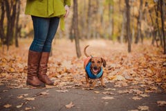 Dachshundzucht des Porträts kleidete nette Hunde, Schwarzes und Sonnenbräune, in einem Regenmantel, kühles Herbstwetter für einen stockfotografie Dachshundzucht des Porträts kleidete nette Hunde, Schwarzes und Sonnenbräune, in einem Regenmantel, kühles Herbstwetter für einen stockfotografie