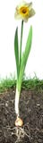 Daffodil Flower Stock Image Daffodil Flower Stock Image