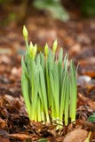 Daffodil Growing Royalty Free Stock Photo Daffodil Growing Royalty Free Stock Photo