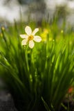 Белый цветок daffodil в саде стоковые фото Белый цветок daffodil в саде стоковые фото