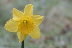A daffodil on a rainy day in the Old Cemetery, Southampton Common stock photography A daffodil on a rainy day in the Old Cemetery, Southampton Common stock photography