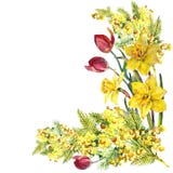 Daffodil, мимоза, тюльпан цветет, загоняет в угол, акварель, картина Стоковые Изображения RF Daffodil, мимоза, тюльпан цветет, загоняет в угол, акварель, картина Стоковые Изображения RF