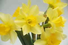 Daffodils fotos de stock royalty free Daffodils fotos de stock royalty free