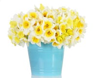Daffodils fotografia de stock Daffodils fotografia de stock