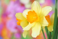 Daffodils foto de stock royalty free Daffodils foto de stock royalty free