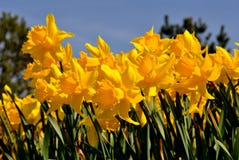 Daffodils imagem de stock Daffodils imagem de stock