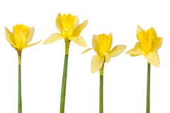 Daffodils fotografia de stock Daffodils fotografia de stock