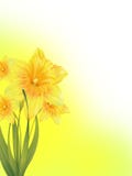 Daffodils imagem de stock royalty free Daffodils imagem de stock royalty free