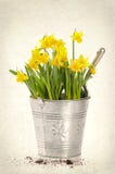 Daffodils fotografia de stock royalty free Daffodils fotografia de stock royalty free