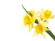 daffodils fotos de stock daffodils fotos de stock