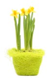 Daffodils foto de stock royalty free Daffodils foto de stock royalty free