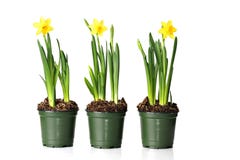 Daffodils imagem de stock royalty free Daffodils imagem de stock royalty free
