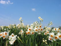 Daffodils Royalty Free Stock Photography Daffodils Royalty Free Stock Photography