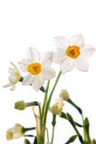 Daffodils brancos imagens de stock Daffodils brancos imagens de stock