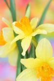 Daffodils da mola fotografia de stock Daffodils da mola fotografia de stock