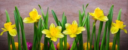 Daffodils, Easter Eggs Stock Image