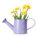 Daffodils In A Watering Can Stock Image - Image of trumpet, wooden ...