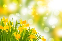 Daffodils With Bokeh Stock Images