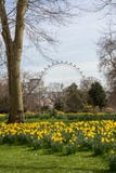 Daffodils в цветени стоковое изображение rf Daffodils в цветени стоковое изображение rf