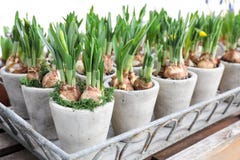 Daffodils растут от шариков в цветочных горшках стоковые изображения Daffodils растут от шариков в цветочных горшках стоковые изображения