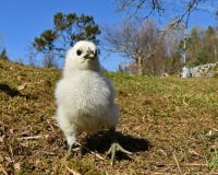 Dag-gamla fågelungar som fotograferas i grupp på fritt område arkivfoton Dag-gamla fågelungar som fotograferas i grupp på fritt område arkivfoton