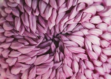 Dahlia Stock Photo Dahlia Stock Photo