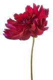 dahlia royaltyfria foton dahlia royaltyfria foton