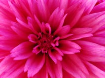 dahlia stock afbeeldingen dahlia stock afbeeldingen