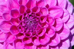 Dahlia Flower lizenzfreies stockfoto Dahlia Flower lizenzfreies stockfoto