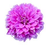 Dahlia Flower Royalty Free Stock Photography Dahlia Flower Royalty Free Stock Photography
