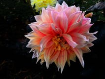Dahlia Flower Macro Shot rose photos stock Dahlia Flower Macro Shot rose photos stock